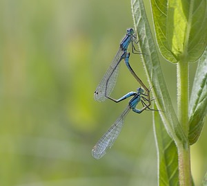 Ischnura elegans (Coenagrionidae)  - Agrion élégant - Blue-tailed Damselfly Pas-de-Calais [France] 14/06/2008 - 10m