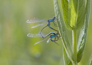 Ischnura elegans (Coenagrionidae)  - Agrion élégant - Blue-tailed Damselfly Pas-de-Calais [France] 14/06/2008 - 10m