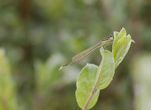 Ischnura elegans (Coenagrionidae)  - Agrion élégant - Blue-tailed Damselfly Pas-de-Calais [France] 08/06/2008 - 30m