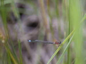 Ischnura elegans (Coenagrionidae)  - Agrion élégant - Blue-tailed Damselfly Nord [France] 29/06/2008 - 10mfemelle immature  type C