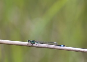 Ischnura elegans (Coenagrionidae)  - Agrion élégant - Blue-tailed Damselfly Nord [France] 29/06/2008 - 10m