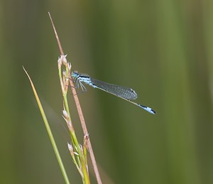 Ischnura elegans (Coenagrionidae)  - Agrion élégant - Blue-tailed Damselfly Nord [France] 29/06/2008