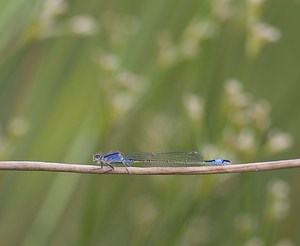 Ischnura elegans (Coenagrionidae)  - Agrion élégant - Blue-tailed Damselfly Nord [France] 29/06/2008femelle immature type A