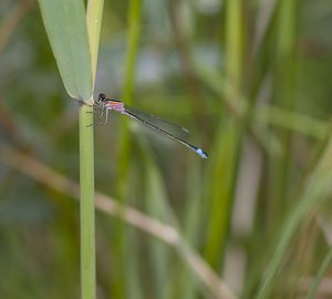 Ischnura elegans (Coenagrionidae)  - Agrion élégant - Blue-tailed Damselfly Nord [France] 29/06/2008femelle immature type C