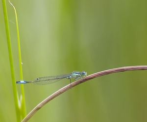 Ischnura elegans (Coenagrionidae)  - Agrion élégant - Blue-tailed Damselfly Nord [France] 29/06/2008 - 10m