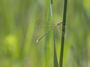 Lestes barbarus (Lestidae)  - Leste sauvage - Shy Emerald Damselfly Pas-de-Calais [France] 14/06/2008 - 10m