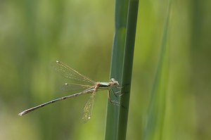 Lestes barbarus (Lestidae)  - Leste sauvage - Shy Emerald Damselfly Pas-de-Calais [France] 14/06/2008 - 10m