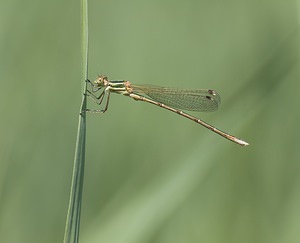 Lestes barbarus (Lestidae)  - Leste sauvage - Shy Emerald Damselfly Pas-de-Calais [France] 14/06/2008 - 10m