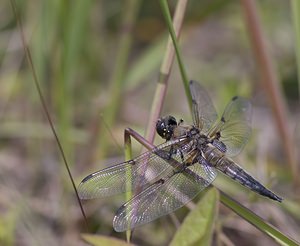 Libellula quadrimaculata (Libellulidae)  - Libellule quadrimaculée, Libellule à quatre taches - Four-spotted Chaser Pas-de-Calais [France] 14/06/2008 - 10m