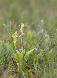 Liparis loeselii (Orchidaceae)  - Liparis de Loesel - Fen Orchid Pas-de-Calais [France] 07/06/2008 - 10m