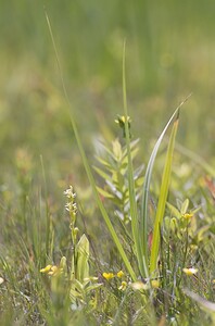 Liparis loeselii var. ovata (Orchidaceae)  - Liparis ovale Pas-de-Calais [France] 14/06/2008 - 10m