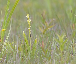 Liparis loeselii var. ovata (Orchidaceae)  - Liparis ovale Pas-de-Calais [France] 07/06/2008 - 10m