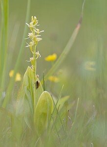 Liparis loeselii var. ovata (Orchidaceae)  - Liparis ovale Pas-de-Calais [France] 07/06/2008 - 10m