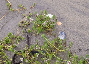 Lysimachia maritima (Primulaceae)  - Glaux maritime, Herbe au lait - Sea-milkwort Pas-de-Calais [France] 08/06/2008 - 10m