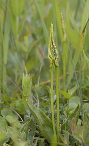 Ophioglossum vulgatum (Ophioglossaceae)  - Ophioglosse répandu, Herbe paille-en-queue, Herbe un coeur, Langue de serpent - Adder's-tongue Pas-de-Calais [France] 07/06/2008 - 10m