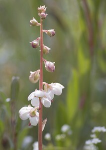 Pyrola rotundifolia subsp. maritima (Ericaceae)  - Pyrole des dunes Nord [France] 29/06/2008 - 10m