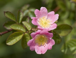 Rosa rubiginosa (Rosaceae)  - Rosier rouillé, Rosier rubigineux, Rosier à odeur de pomme - Sweet-briar Nord [France] 29/06/2008