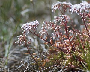 Sedum album (Crassulaceae)  - Orpin blanc - White Stonecrop Nord [France] 29/06/2008 - 10mindig?nat douteux pour cette station