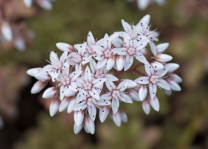 Sedum album (Crassulaceae)  - Orpin blanc - White Stonecrop Nord [France] 29/06/2008 - 10mindig?nat douteux pour cette station