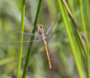 Sympetrum striolatum (Libellulidae)  - Sympétrum fascié - Common Darter Pas-de-Calais [France] 14/06/2008 - 10m