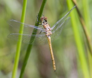 Sympetrum striolatum (Libellulidae)  - Sympétrum fascié - Common Darter Pas-de-Calais [France] 14/06/2008 - 10m