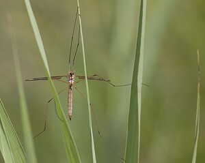 Tipula  (Tipulidae)  Nord [France] 29/06/2008