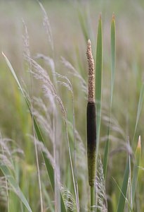 Typha latifolia (Typhaceae)  - Massette à feuilles larges, Massette à larges feuilles - Bulrush Nord [France] 29/06/2008