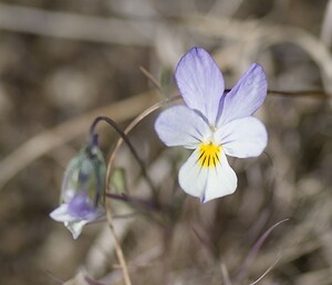 Viola tricolor subsp. curtisii (Violaceae)  - Violette de Curtis, Pensée de Curtis Nord [France] 29/06/2008 - 10m