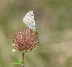 Agriades glandon (Lycaenidae)  - Azuré des Soldanelles, Argus gris-bleu  [Andorre] 17/07/2008 - 2400m