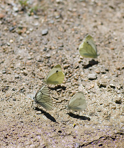 Aporia crataegi (Pieridae)  - Gazé Haute-Ribagorce [Espagne] 15/07/2008 - 980men bas ? gauche, en compagnie de plusieurs pi?rides