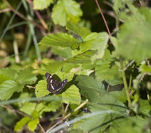 Araschnia levana (Nymphalidae)  - Carte géographique, Jaspé - Map Allier [France] 07/07/2008 - 200mm?le, forme prorsa