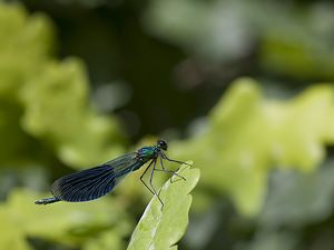 Calopteryx splendens (Calopterygidae)  - Caloptéryx éclatant - Banded Demoiselle Allier [France] 07/07/2008 - 200m