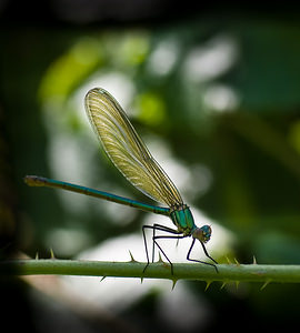 Calopteryx virgo (Calopterygidae)  - Caloptéryx vierge - Beautiful Damselfly Tarn-et-Garonne [France] 18/07/2008 - 100m