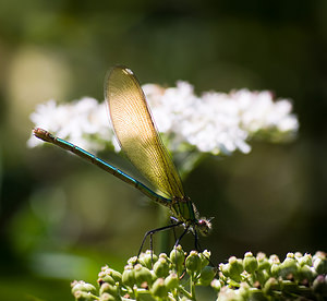 Calopteryx virgo (Calopterygidae)  - Caloptéryx vierge - Beautiful Damselfly Tarn-et-Garonne [France] 18/07/2008 - 100m