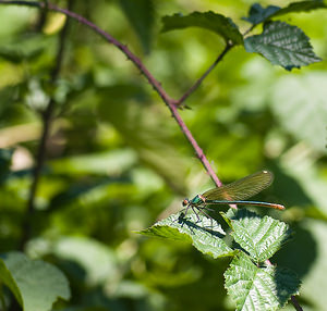 Calopteryx virgo (Calopterygidae)  - Caloptéryx vierge - Beautiful Damselfly Tarn-et-Garonne [France] 18/07/2008 - 100m