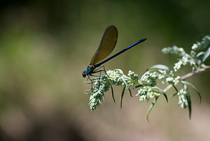 Calopteryx virgo (Calopterygidae)  - Caloptéryx vierge - Beautiful Damselfly Tarn-et-Garonne [France] 18/07/2008 - 100m