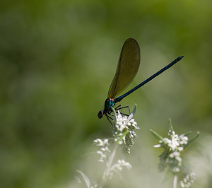 Calopteryx virgo (Calopterygidae)  - Caloptéryx vierge - Beautiful Damselfly Tarn-et-Garonne [France] 18/07/2008 - 90m