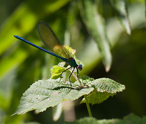 Calopteryx virgo (Calopterygidae)  - Caloptéryx vierge - Beautiful Damselfly Tarn-et-Garonne [France] 18/07/2008 - 100m