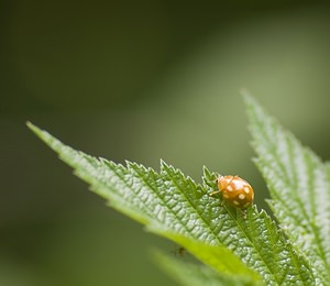 Calvia decemguttata (Coccinellidae)  - Coccinelle à 10 points blancs Ariege [France] 08/07/2008 - 930m