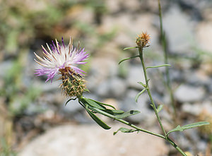 Centaurea aspera (Asteraceae)  - Centaurée rude - Rough Star-thistle Sobrarbe [Espagne] 13/07/2008 - 610m