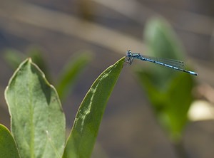 Coenagrion puella (Coenagrionidae)  - Agrion jouvencelle - Azure Damselfly Ariege [France] 09/07/2008 - 1320m