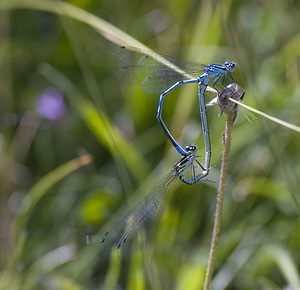 Coenagrion puella (Coenagrionidae)  - Agrion jouvencelle - Azure Damselfly Ariege [France] 09/07/2008 - 1320m