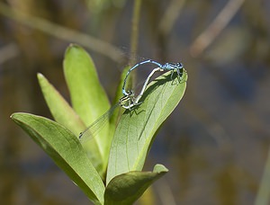 Coenagrion puella (Coenagrionidae)  - Agrion jouvencelle - Azure Damselfly Ariege [France] 09/07/2008 - 1320m