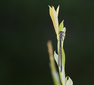 Coenagrion puella (Coenagrionidae)  - Agrion jouvencelle - Azure Damselfly Haute-Ribagorce [Espagne] 15/07/2008 - 1090mfemelle, forme 