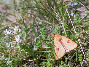 Diacrisia sannio (Erebidae)  - Bordure ensanglantée, Roussette - Clouded Buff Hautes-Pyrenees [France] 13/07/2008 - 1650m