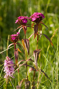 Dianthus barbatus (Caryophyllaceae)  - oeillet barbu, oeillet des poètes, oeillet de Girardin - Sweet William [Dianthus] Ariege [France] 09/07/2008 - 1530m