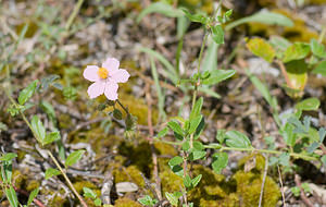 Helianthemum nummularium (Cistaceae)  - Hélianthème nummulaire, Hélianthème jaune, Hélianthème commun - Common Rock-rose Sobrarbe [Espagne] 13/07/2008 - 610m