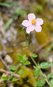 Helianthemum nummularium (Cistaceae)  - Hélianthème nummulaire, Hélianthème jaune, Hélianthème commun - Common Rock-rose Sobrarbe [Espagne] 13/07/2008 - 610m