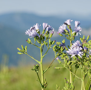 Lactuca plumieri (Asteraceae)  - Laitue de Plumier, Cicerbite de Plumier, Laitue des montagnes, Laiteron de Plumier - Hairless Blue-sow-thistle Ariege [France] 09/07/2008 - 1530m