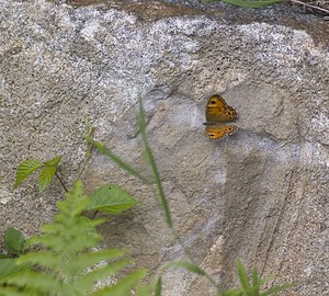 Lasiommata maera (Nymphalidae)  - Némusien, Satyre - Large Wall Ariege [France] 08/07/2008 - 930m